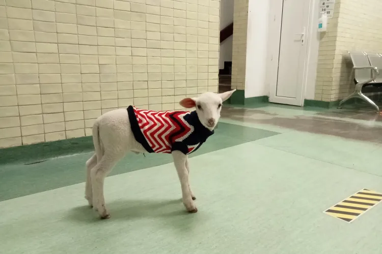 Niculiță, mielul salvat la Cluj de Moș Niculae, e bine: ”E foarte vesel. Iubește tot ce există aici” - FOTO