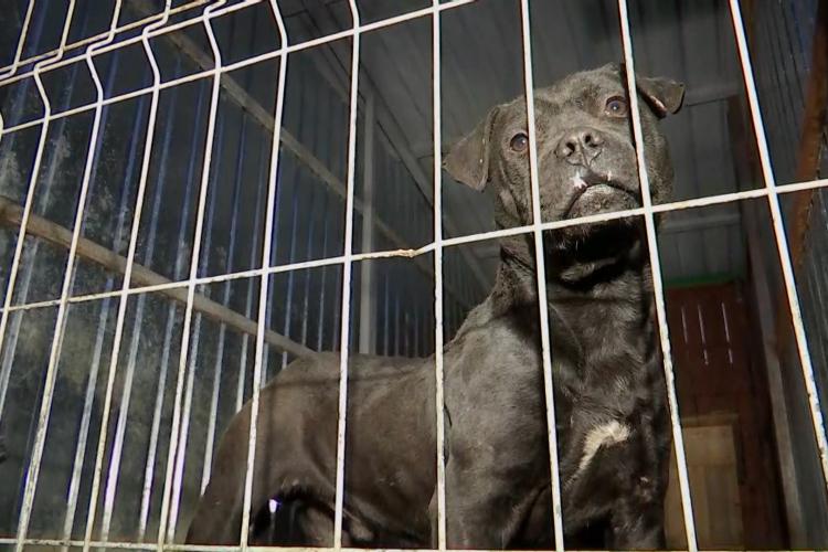 Judecătorii din Cluj, decizie scandaloasă în ceea ce privește cazul câinilor de luptă găsiți vara trecută: Animalele se întorc la stăpânii abuzatori