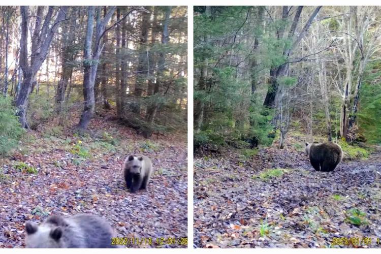 VIDEO. Imagini superbe din Parcul Natural Apuseni. O „familie” de urși se bucură de o iarnă ușoară