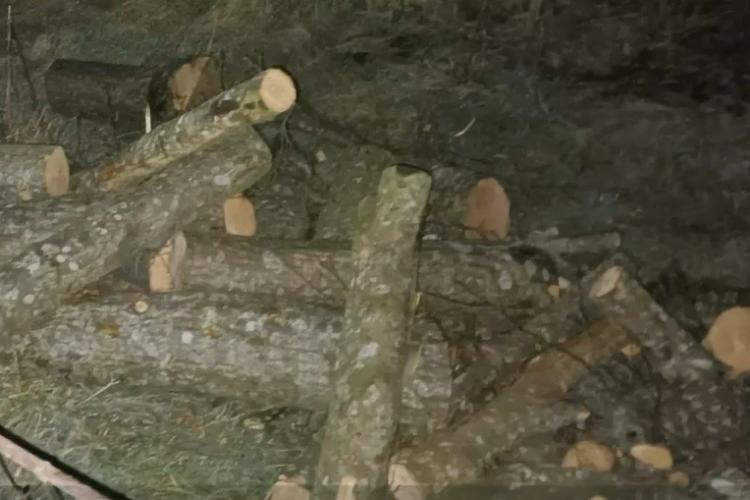 Jandarmii din Mureș au oprit cu focuri de armă o tăiere ilegală de copaci. Valoarea pagubelor se ridică la 9.000 de lei