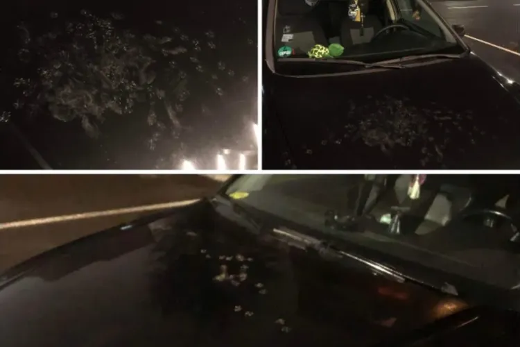 FOTO - Mașini invadate de pisici, în parcare: „Toată îmi e zgâriată (mașina) și ce fac? Să le omor? Să intru la pușcărie?”