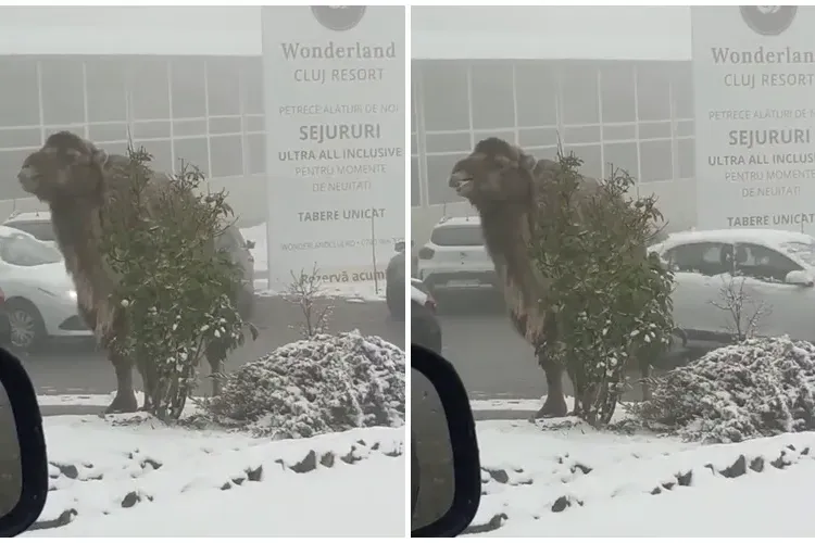 Cluj - O cămilă mânca liniștită tufișul unui hotel din Cluj. Dacă nu aici, atunci unde? - VIDEO