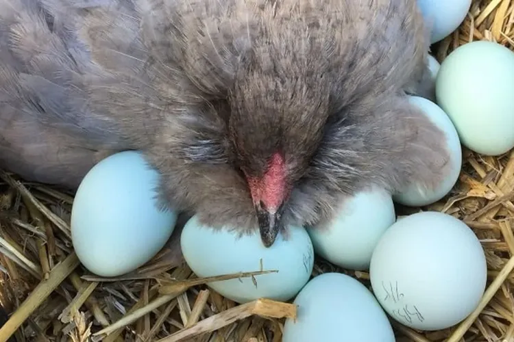 Ou de găină la opt lei bucata. Au colesterol zero și sunt ideale pentru copii - VIDEO