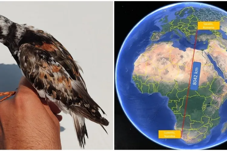 FOTO - Un pietruş inelat din Delta Dunării a ajuns până în sudul Africii. Înaripata a zburat peste 8.000 de kilometri