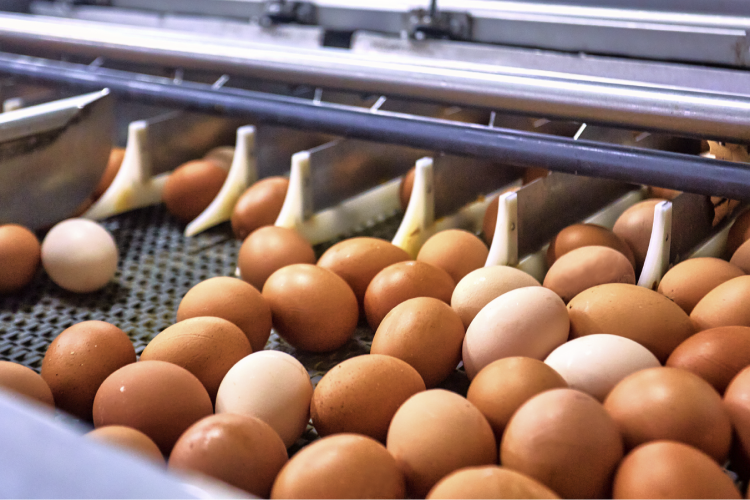 Lipsa de ouă de pe piața mondială a declanșat o adevărată isterie: Oamenii cumpără găini online sau de la licitații