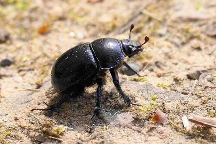 FOTO - Europa extinde lista insectelor autorizate ca hrană umană: Larva gândacului de bălegar, noul aliment pentru consum 
