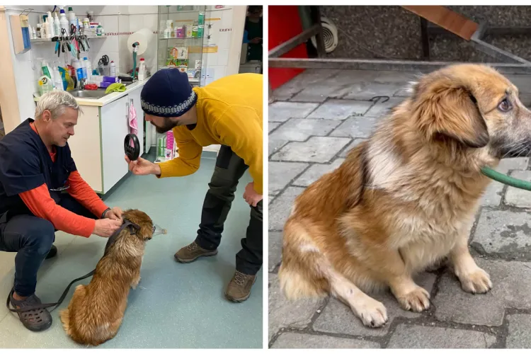 Poliția Animalelor Cluj NU sancționează abandonul, dar cheamă voluntarii la declarații. Povestea unui cățeluș rănit i-a înfuriat pe clujeni