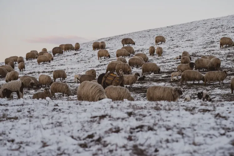 Clujenii au suflet mare! Cum s-au mobilizat să ajute un cioban din Ciurila, care îngheța de frig