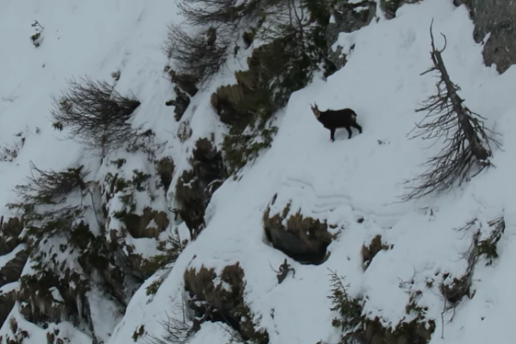 VIDEO -  Imagini inedite din Parcul Naţional Munţii Rodnei: Mai multe capre negre s-au bucurat de zăpadă
