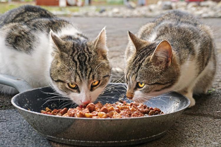Clujeni fără suflet: ”Nu mai puneți mâncare pisicilor. Se vor da amenzi!” - FOTO
