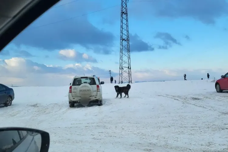 O mămică din Cluj și copilul ei, atacați de un câine pe pârtia de la Feleacu: „Păi e posibil așa ceva?”