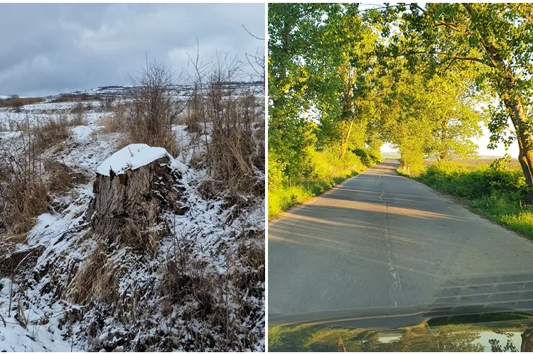 Deștepții Clujului au tăiat frumoșii arbori care seamănă cu cei de pe dealurile din Toscana - FOTO