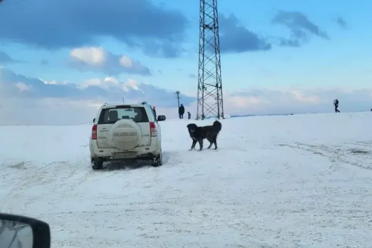 FOTO - O clujeancă și copilul ei au fost atacați de un câine pe pârtia de la Feleacu: „E posibil așa ceva?”