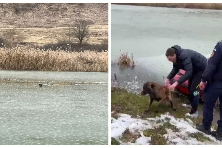 Orice viață contează! Cățel salvat de pompierii clujeni din mijlocul unui lac înghețat