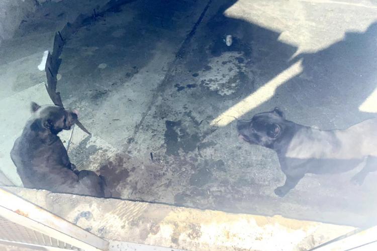 O femeie a fost atacată de doi câini de luptă în Capitală. Proprietarul, amendat cu 50 de lei