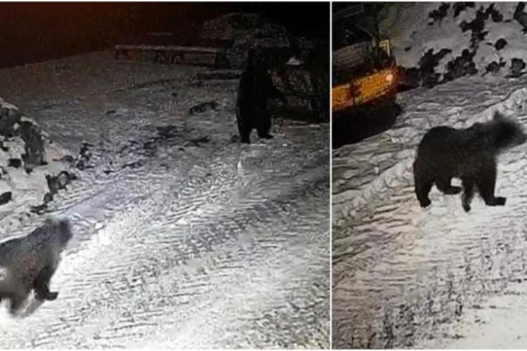 Trei urşi au „sărit” gardul Grădinii Zoologice din Târgu Mureş şi s-au pus pe căutat în gunoaie