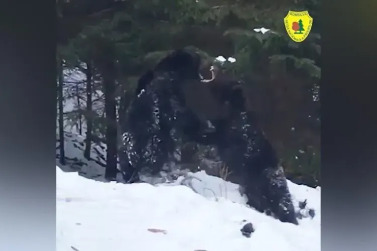 VIDEO - Imagini unice și spectaculoase: Bătaie între doi urși, surprinsă de camere într-o pădure din Suceava