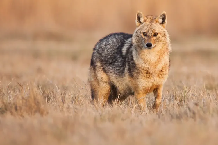 Șacali semnalați în zona Câmpiei Turzii, pe malul Arieșului. Pot fi adevărate pericole pentru animalele mici din gospodării