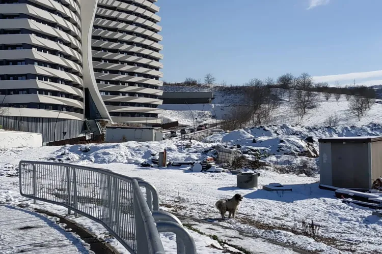 800 de euro chiria în ”blocul cu aripi”, ca să te atace câinii - FOTO