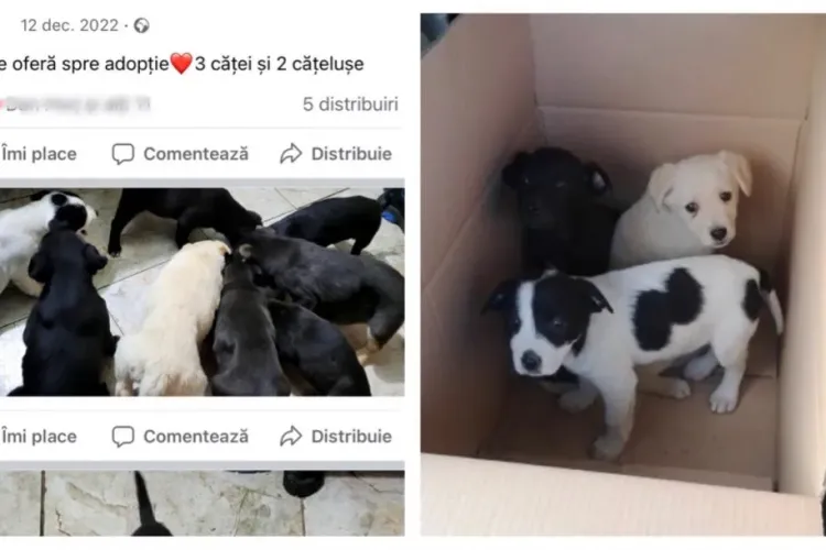 A primit amendă să o usture! O clujeancă a încercat să scape de 7 câini aruncându-i în Someș. Cum a fost prinsă - VIDEO