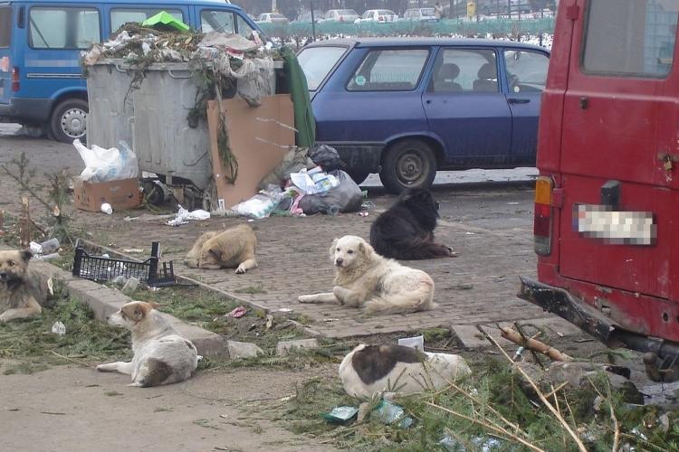 Primăria Câmpia Turzii atrage atenția proprietarilor de câini: Atenție la obligațiile legale pe care le aveți 