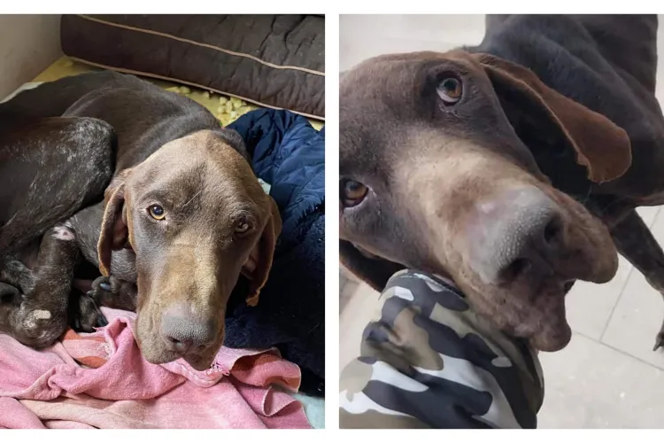 FOTO. Există printre oameni „ființe fără suflet”! O clujeancă a găsit un cățel îngropat de viu, stăpânul i-a confirmat: „Chiar eu l-am îngropat”