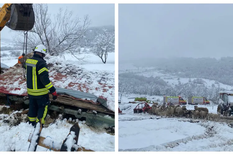 FOTO. Saivan prăbușit peste sute de oi în comuna Aghireșu! Intervin pompierii pentru a salva animalele