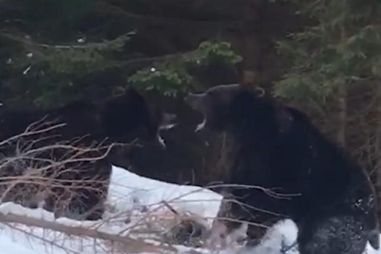 Imagini rare cu doi urși care se luptă în pădure. Urșii sunt animale teritoriale, iar înfruntările pot fi brutale - VIDEO