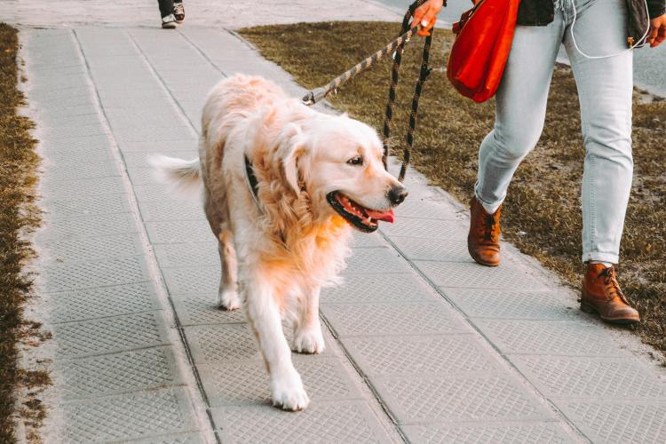 Sătulă de proprietarii care nu strâng mizeria după câini o floreșteancă a recurs la un gest extrem: „Poliția Florești, pericolul se putea extinde la copii”