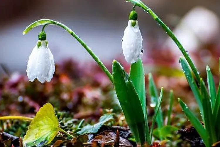 Am scăpat de iarnă? Vezi prognoza meteo pentru următoarele două săptămâni