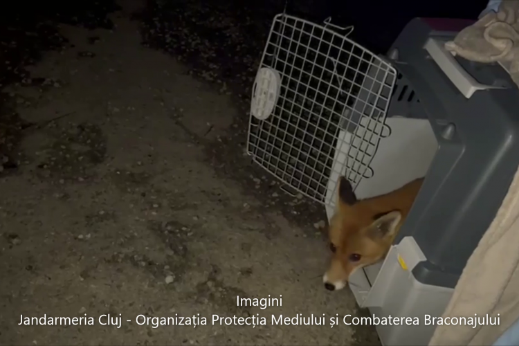 VIDEO adorabil de la Cluj: Vulpe capturată dintr-o mașină din cartierul Mănăștur. Și-a făcut culcuș în mașina unui clujean