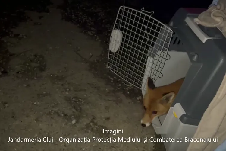 VIDEO adorabil de la Cluj: Vulpe capturată dintr-o mașină din cartierul Mănăștur. Și-a făcut culcuș în mașina unui clujean