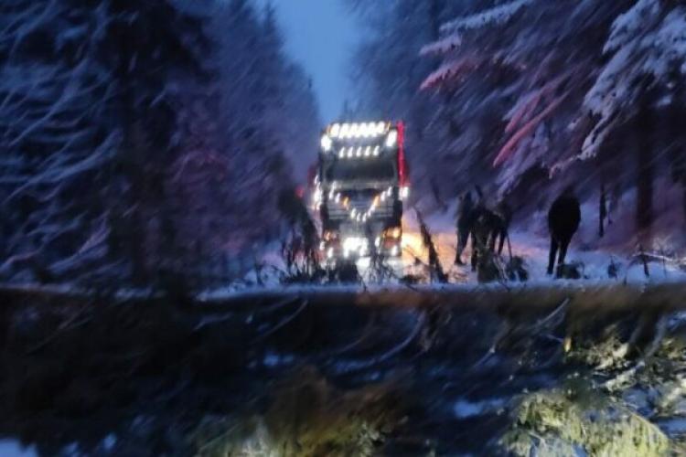 CODUL ROȘU de vânt puternic a doborât copaci aseară. Trafic rutier oprit pe DN 1R, în Cluj, după ce mai mulți copaci au căzut pe șosea 