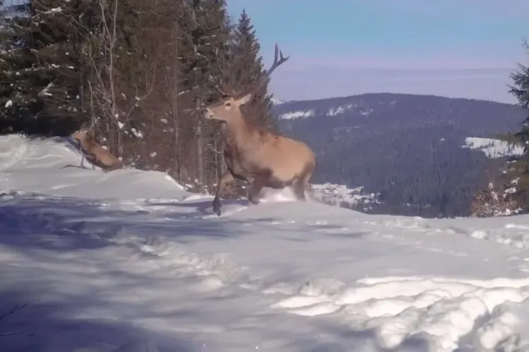 Joaca cerbilor surprinsă pe camerele de monitorizare în Munții Apuseni - VIDEO
