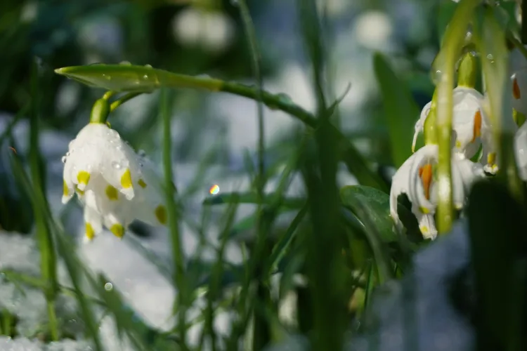 Minunile Grădinii Botanice din Cluj-Napoca! E plin de ghiocei bogați și brândușe, exact ca pe pajiștile din Munții Carpați - FOTO