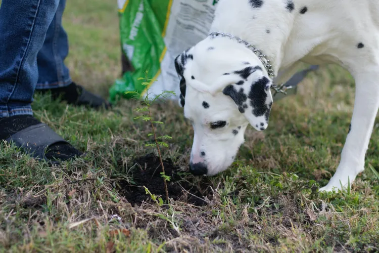 Voluntarii CERT Transilvania vor să împădurească încă o pădure în județul Cluj: „Avem nevoie de ajutorul tău”