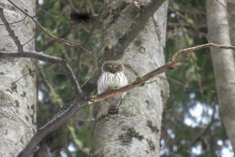 FOTO. Magia Munților Apuseni! Cucuveaua pitică, cel mai mic reprezentant al răpitoarelor de noapte din România, surprinsă de rangerii parcului