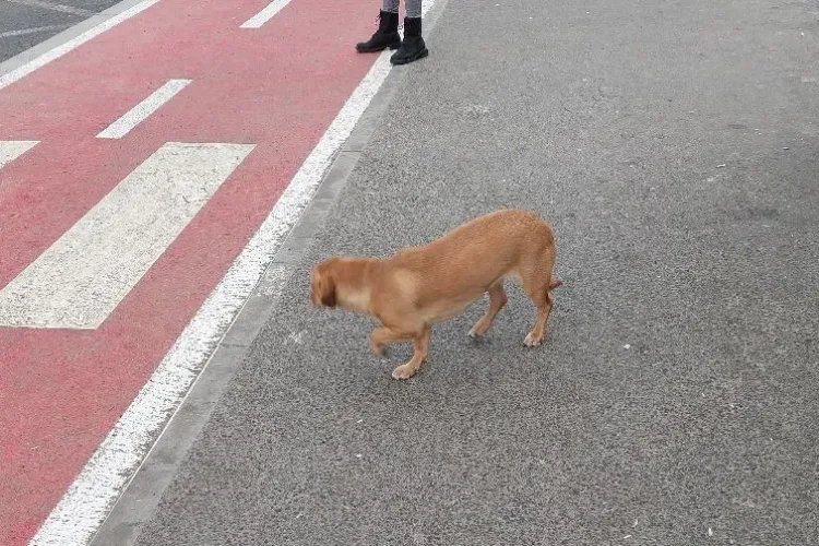 Oare e posibil așa ceva? Cățel speriat își caută stăpânul în fiecare autobuz - FOTO