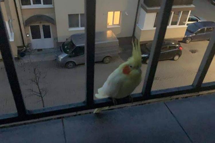 FOTO. Un papagal nimfă și-a făcut apariția pe un balcon din Florești: „Dacă îl recunoaște cineva vă rugăm sa ne contactați, părea pierdut”