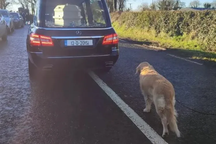 Emoționant! Un câine și-a condus stăpâna pe ultimul drum, plin de devotament până la sfârșit - FOTO