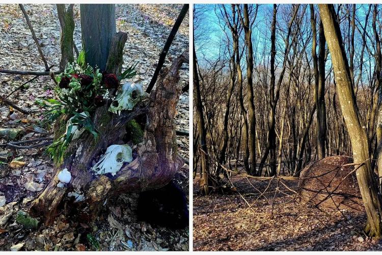 VIDEO/FOTO. „Templu” pentru ritualuri păgâne în pădurea Hoia! Clujul s-a umplut de dubioși, și-au construit altare cu cranii de animale