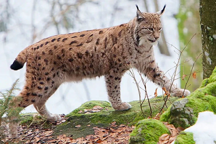 Exemplar minunat de râs, filmat în Parcul Natural Apuseni - VIDEO