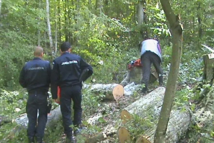 Clujeni amendati pentru au taiat copaci din padurea Faget!