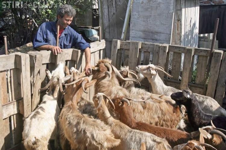 PSD Cluj: De saracie, taranii renunta la vaci si cresc capre, "vacile saracului"