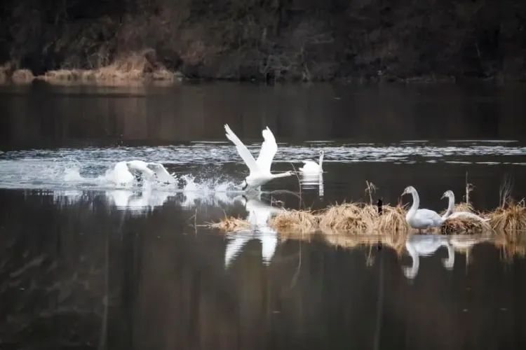 Unde este ”Mica Deltă a Floreștiului”. Zona trebuie protejată, pentru că este minunată - FOTO