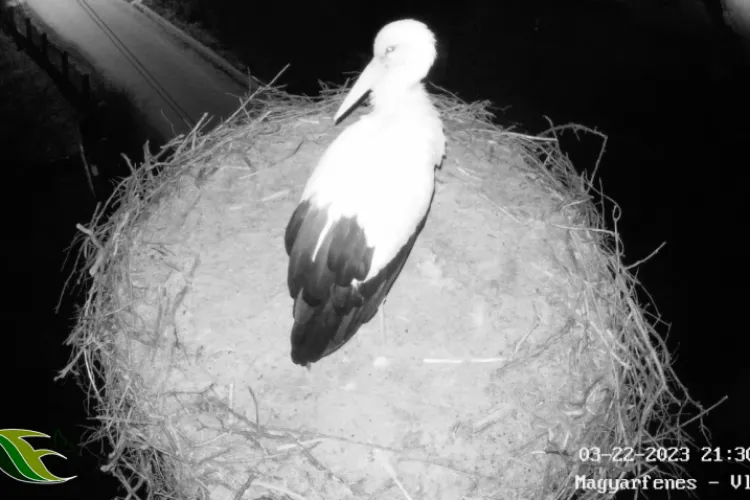 A sosit prima barză in cuibul de la Vlaha, jud. Cluj. Acesta este monitorizat VIDEO