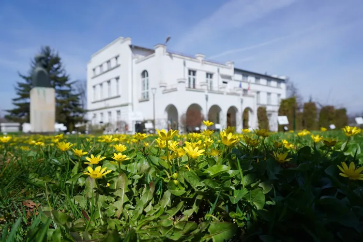 Comorile floristice ale României, la Grădina Botanică din Cluj-Napoca! Flori superbe, asemenea pajiștilor din Munții Carpați  - FOTO
