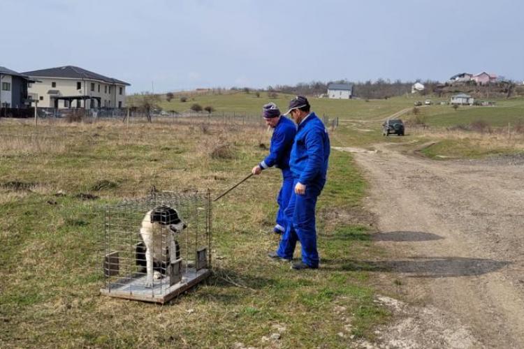 Au fost ridicați câinii fără stăpân de pe două străzi din Cluj-Napoca! Patrupezii pot fi adoptați