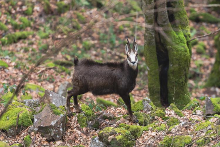 FOTO. Imagini spectaculoase din Parcul Natural Apuseni! Capre negre, surprinse într-o serie de fotografii rare