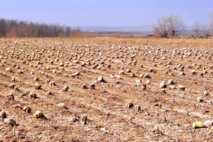 Câmp plin cu varză stricată, abandonată de proprietar: ”Măcar putea lăsa oamenii sărmani să ia totul gratis” - FOTO